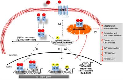 The Role of 17β-Estradiol and Estrogen Receptors in Regulation of Ca2+ Channels and Mitochondrial Function in Cardiomyocytes